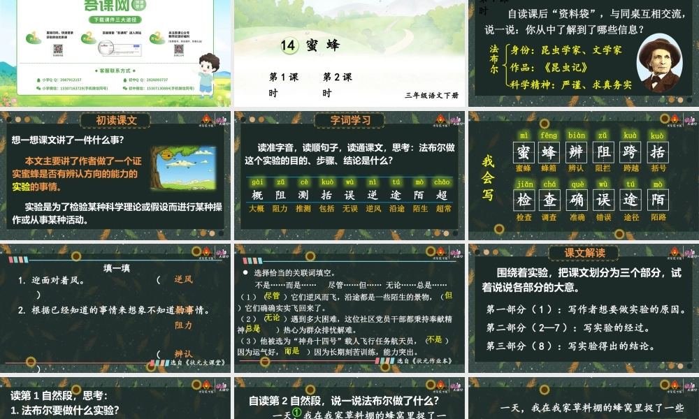 14 蜜蜂【精华版】.pptx