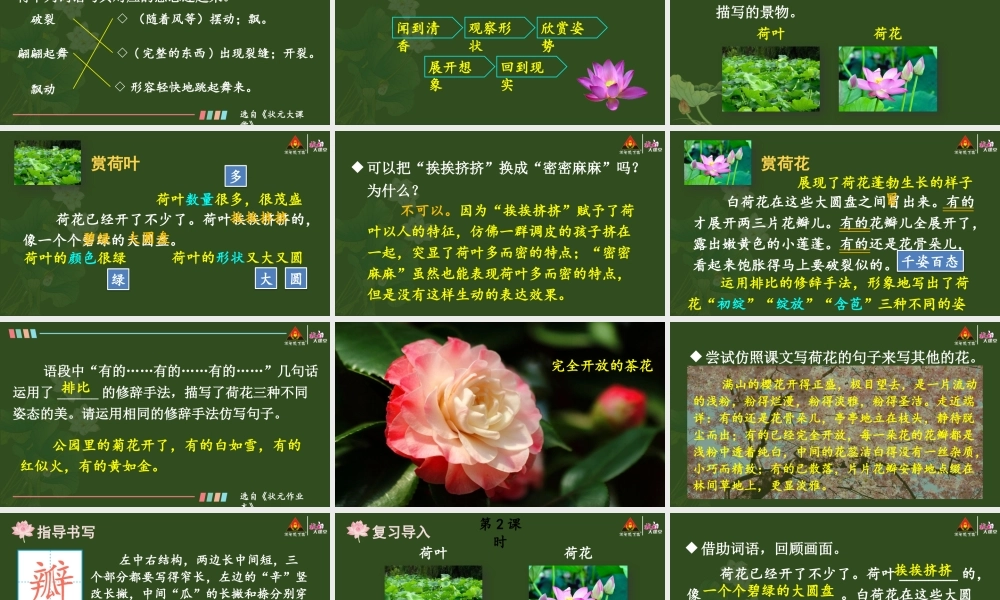 3 荷花【精华版】.pptx