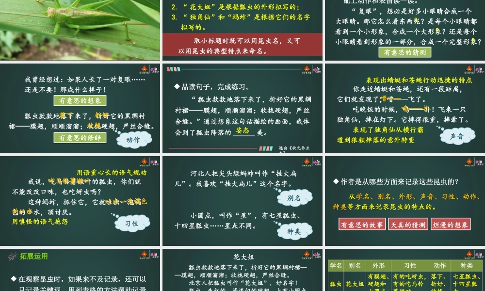 4 昆虫备忘录【精华版】.pptx