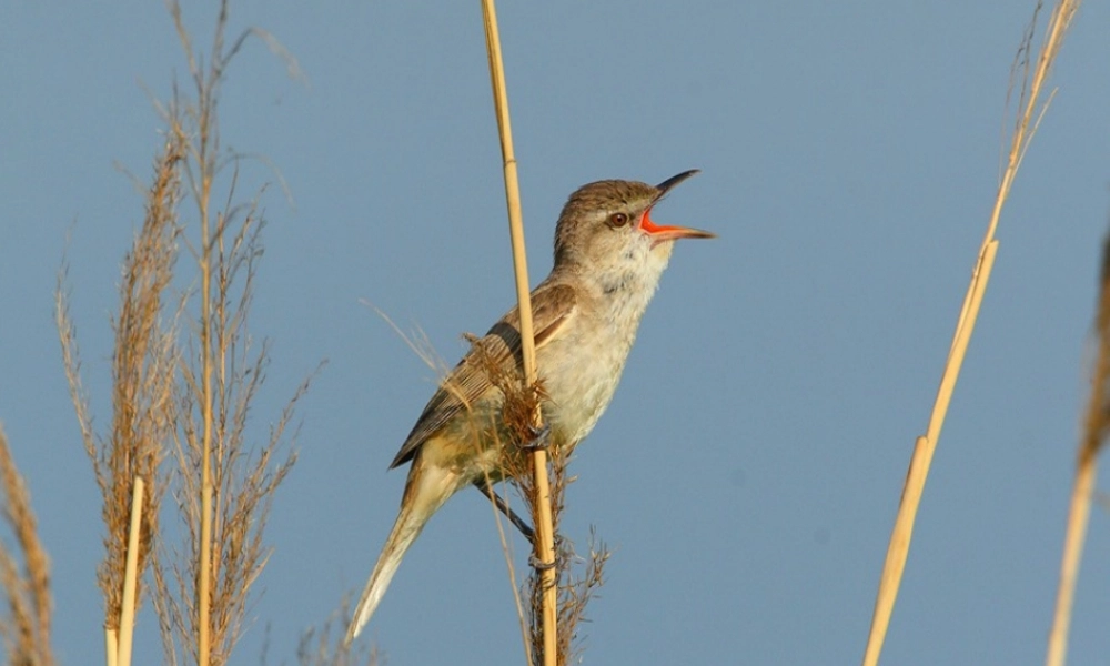 人教小学音乐三上《1爱唱歌的小杜鹃》PPT课件.ppt