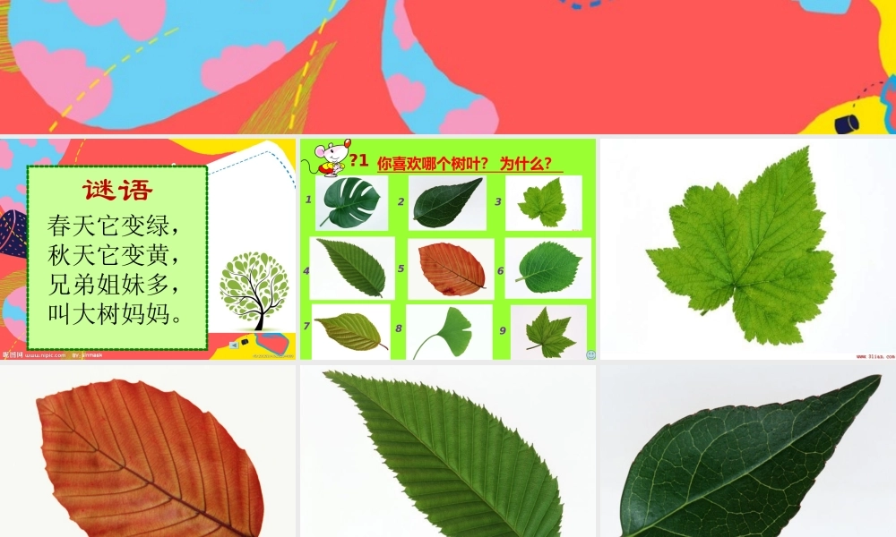 苏教小学美术二下《13会变的花树叶》PPT课件 (2).ppt