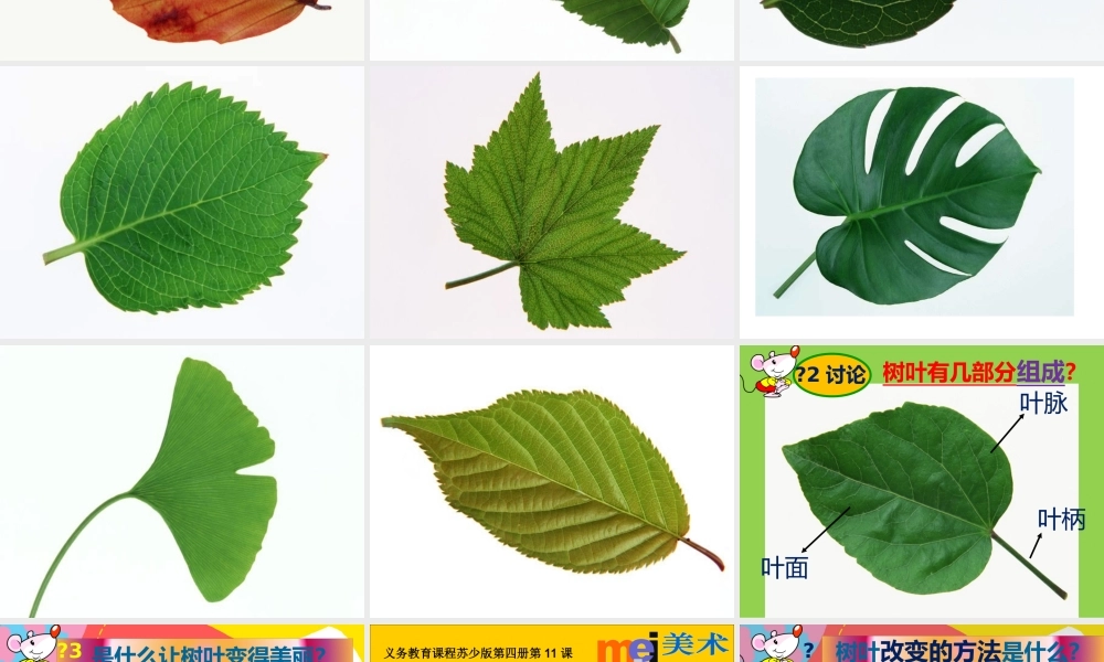 苏教小学美术二下《13会变的花树叶》PPT课件 (2).ppt