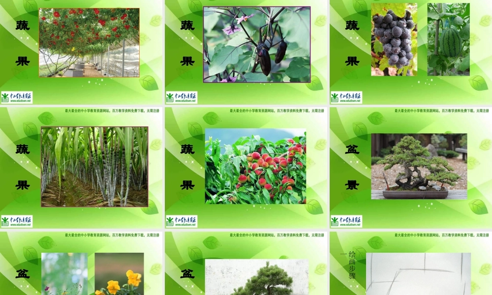 苏教小学美术六上《第1课我种的植物》PPT课件 (2) .ppt