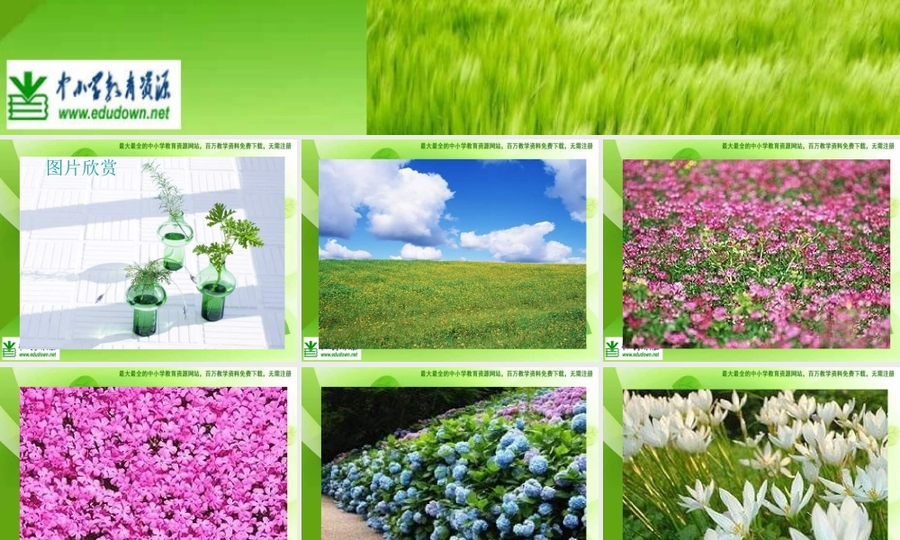 苏教小学美术六上《第1课我种的植物》PPT课件 (1) .ppt