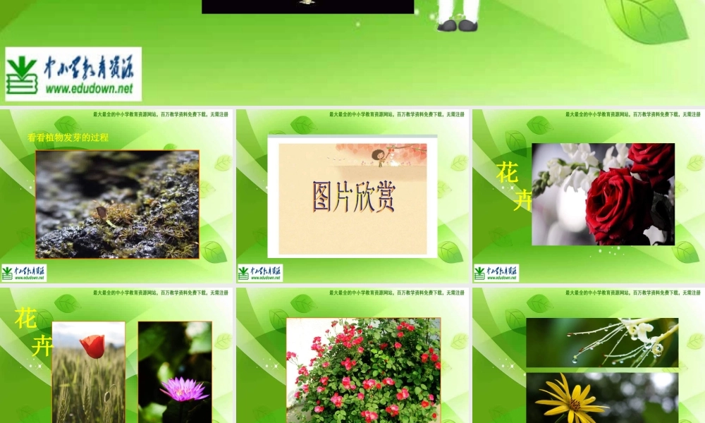 苏教小学美术六上《第1课我种的植物》PPT课件 (3) .ppt