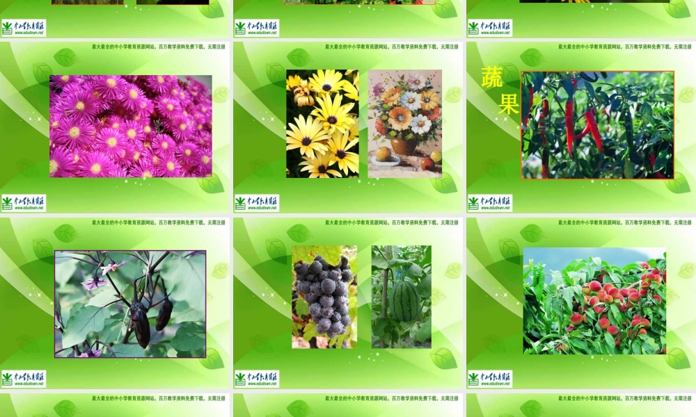 苏教小学美术六上《第1课我种的植物》PPT课件 (3) .ppt