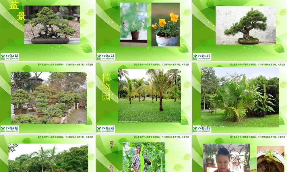 苏教小学美术六上《第1课我种的植物》PPT课件 (3) .ppt