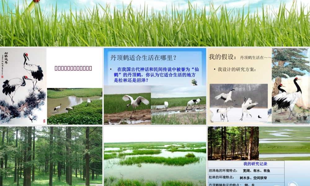 六年级科学动物与环境(粤教版)【虚拟宝库网www.xunibaoku.com】.ppt