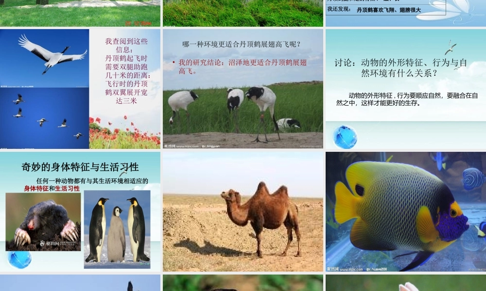 六年级科学动物与环境(粤教版)【虚拟宝库网www.xunibaoku.com】.ppt