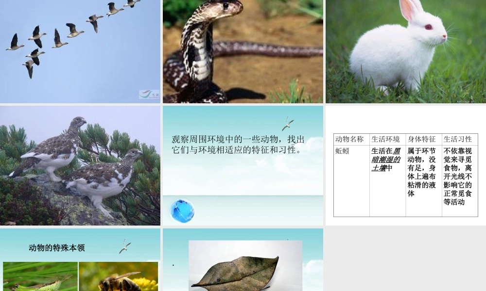 六年级科学动物与环境(粤教版)【虚拟宝库网www.xunibaoku.com】.ppt