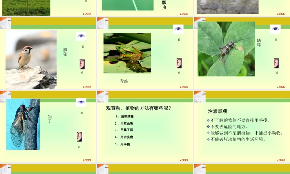 冀教小学科学三上册《3寻找动物和植物》PPT课件.ppt