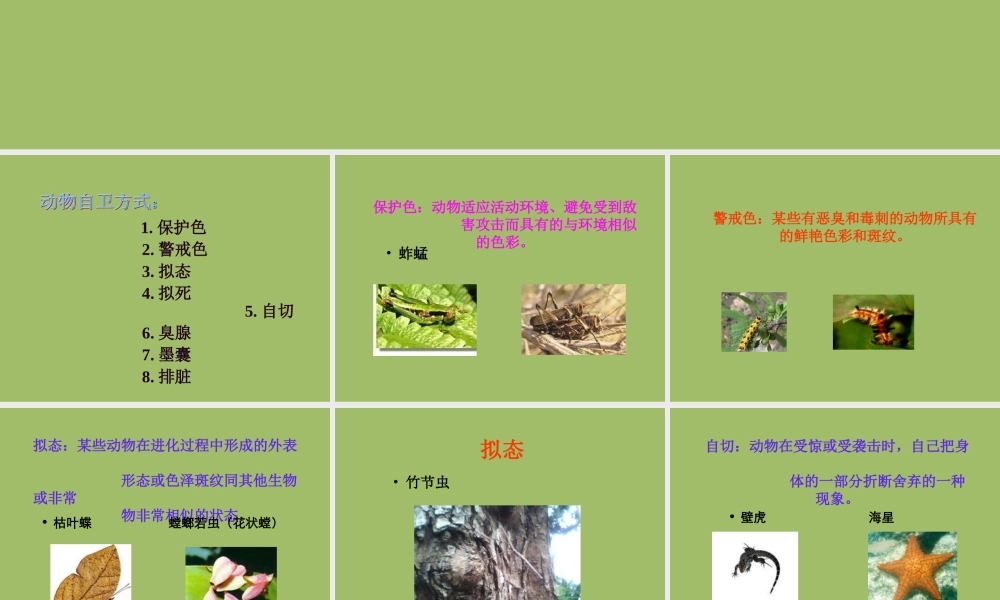 冀教小学科学五上册《9奇妙的护身术 》PPT课件 (2).ppt