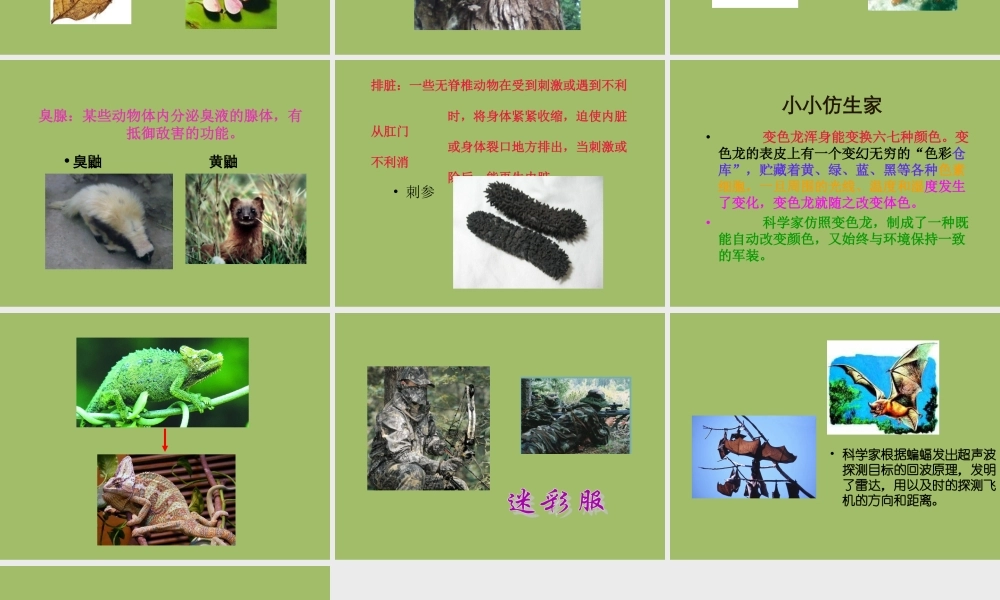 冀教小学科学五上册《9奇妙的护身术 》PPT课件 (2).ppt