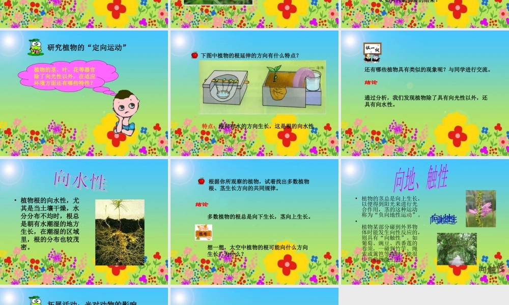 冀教小学科学五上册《6葵花向阳 》PPT课件.ppt