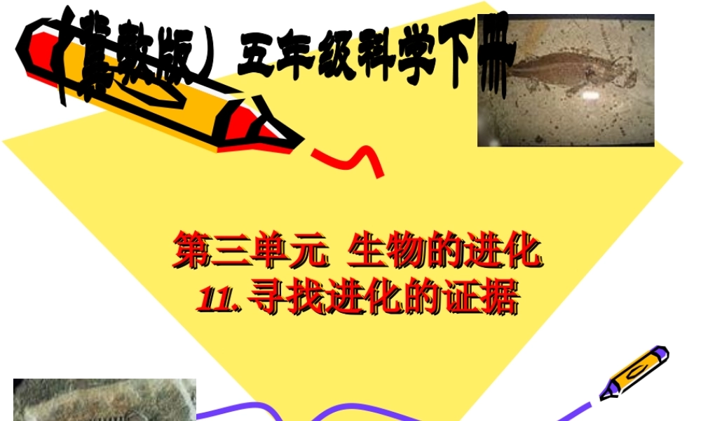 冀教小学科学五下册《11寻找进化的证据》ppt课件 (1) .ppt