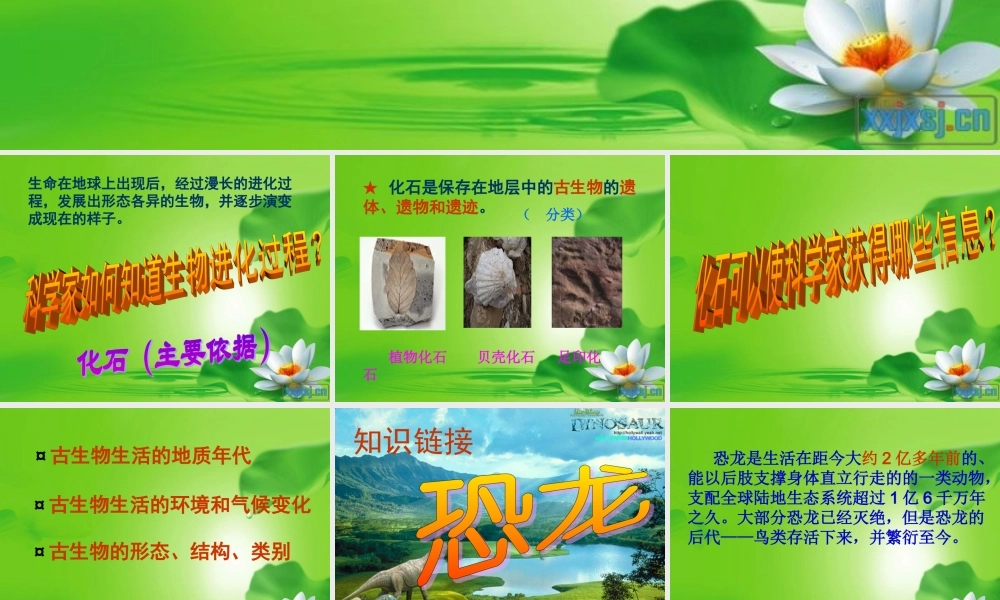 冀教小学科学五下册《11寻找进化的证据》ppt课件 (2) .ppt