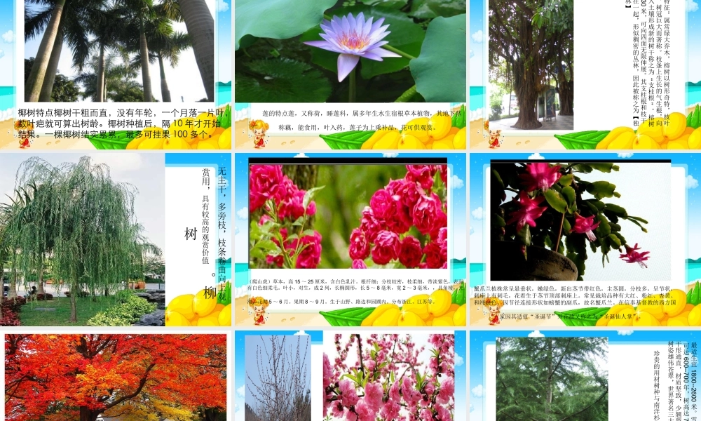 冀教小学科学六上册《1小草和大树》PPT课件.ppt