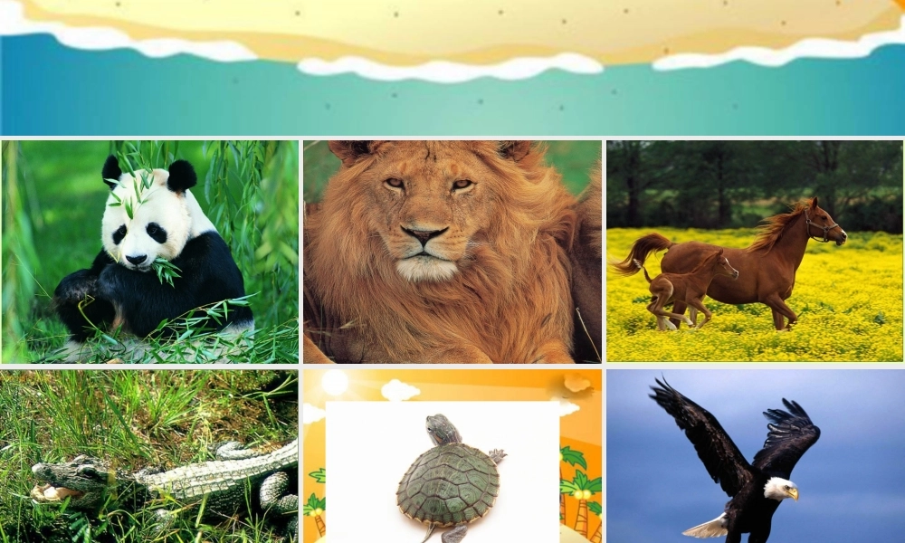 冀教小学科学六上册《4种类繁多的动物》PPT课件.ppt