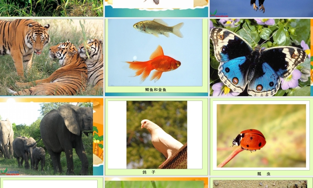 冀教小学科学六上册《4种类繁多的动物》PPT课件.ppt