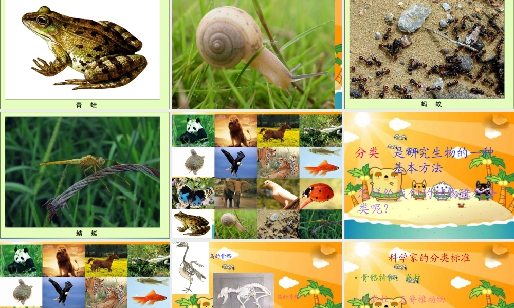 冀教小学科学六上册《4种类繁多的动物》PPT课件.ppt