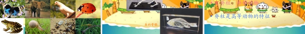冀教小学科学六上册《4种类繁多的动物》PPT课件.ppt