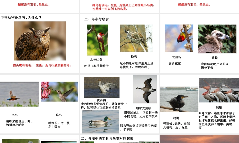 冀教小学科学六上册《3鸟类动物的特征》PPT课件.ppt