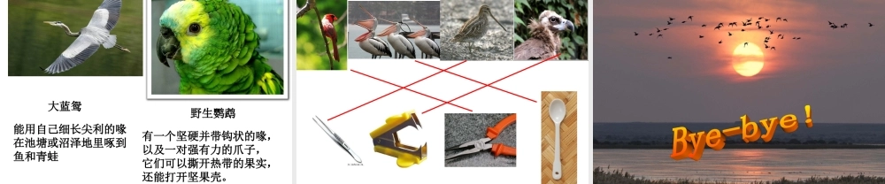 冀教小学科学六上册《3鸟类动物的特征》PPT课件.ppt