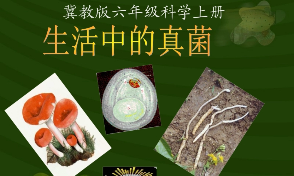 冀教小学科学六上册《6生活中的真菌》PPT课件 (1).ppt