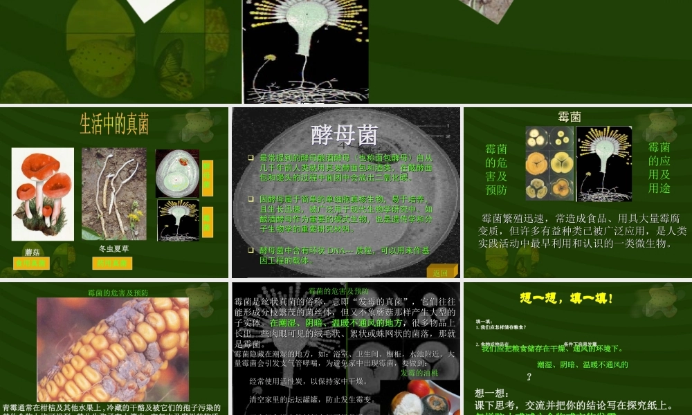 冀教小学科学六上册《6生活中的真菌》PPT课件 (1).ppt