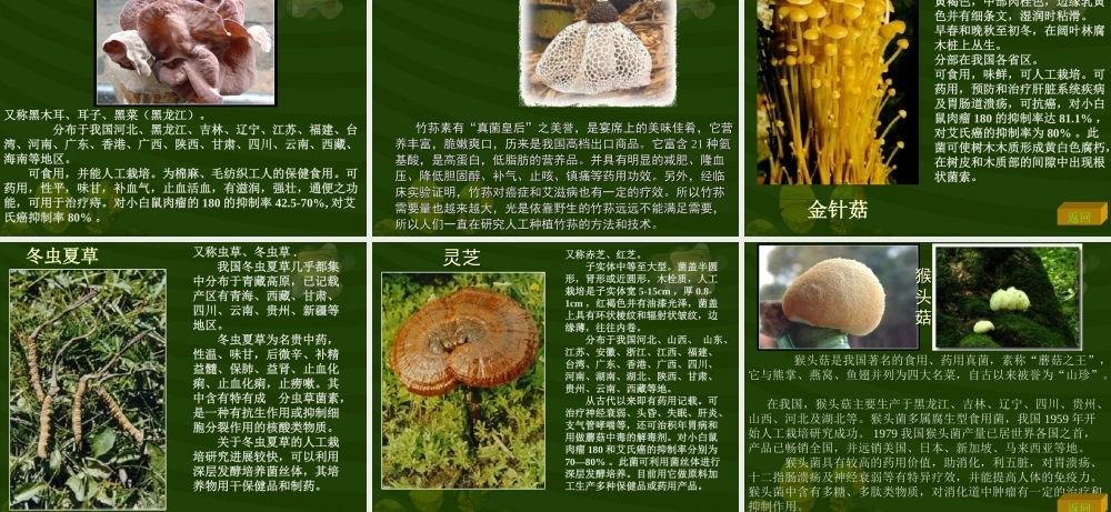 冀教小学科学六上册《6生活中的真菌》PPT课件 (1).ppt