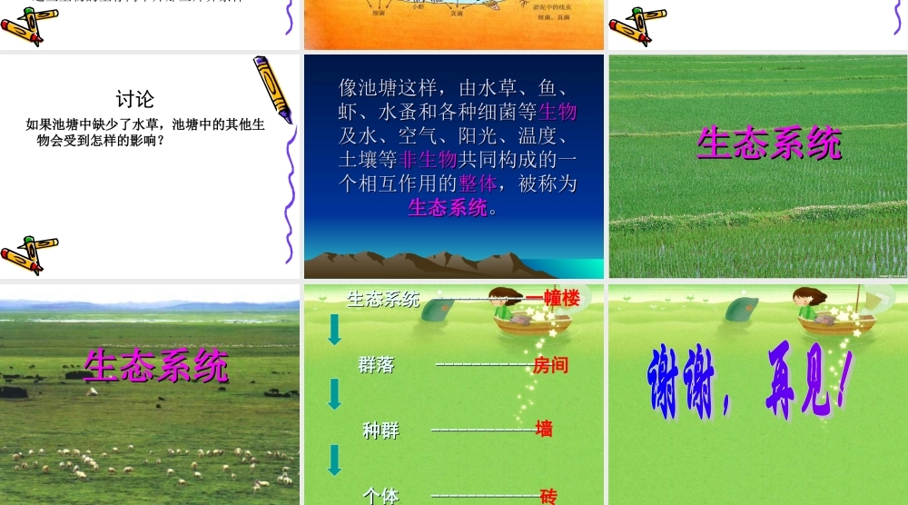 冀教小学科学六下册《10小池塘大世界》PPT课件.ppt