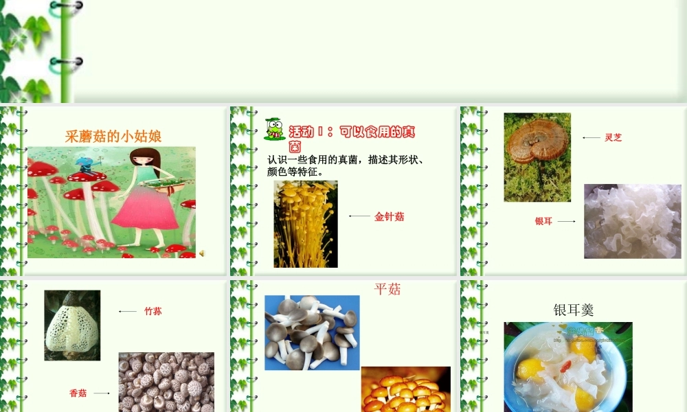 冀教小学科学六上册《6生活中的真菌》PPT课件 (2).ppt