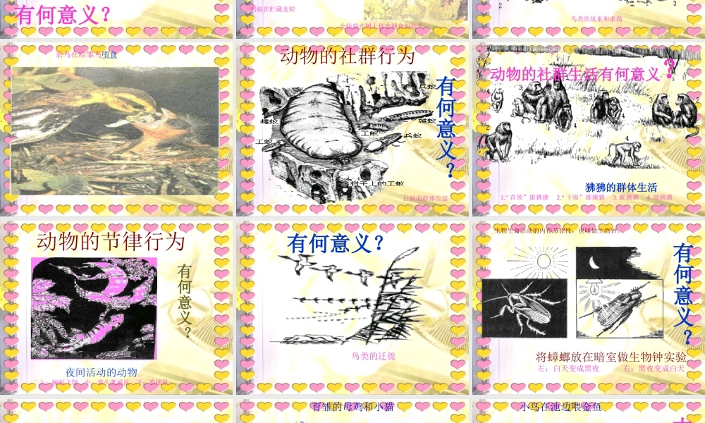 冀教小学科学四下册《10周围的生物 》PPT课件.ppt