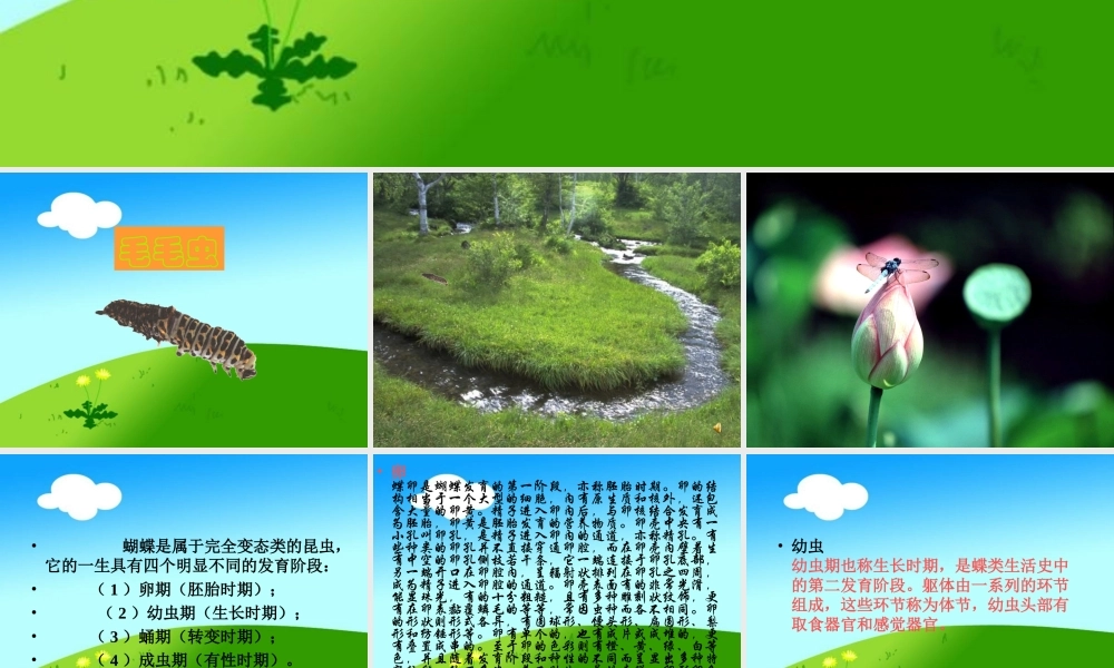 冀教小学科学四下册《15毛毛虫不见了 》PPT课件.ppt