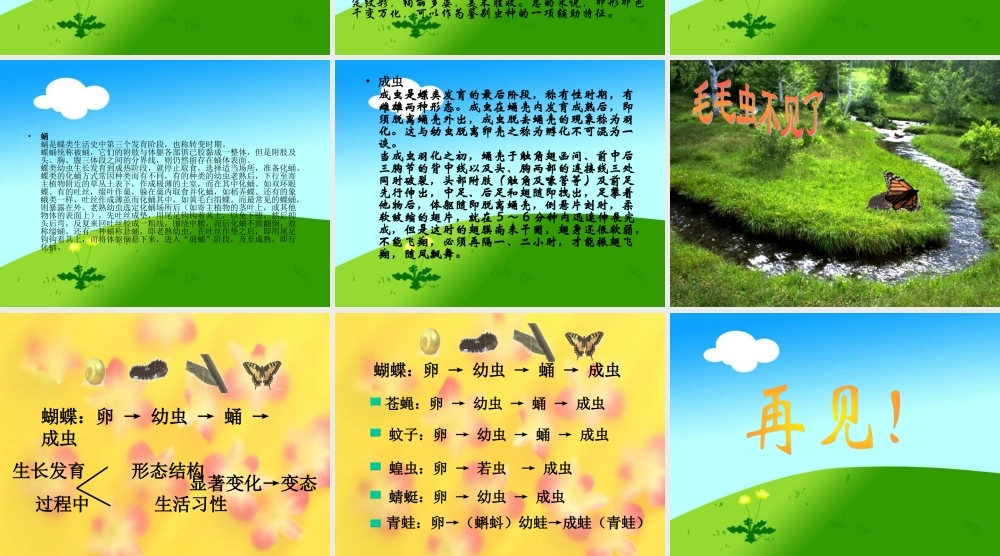 冀教小学科学四下册《15毛毛虫不见了 》PPT课件.ppt