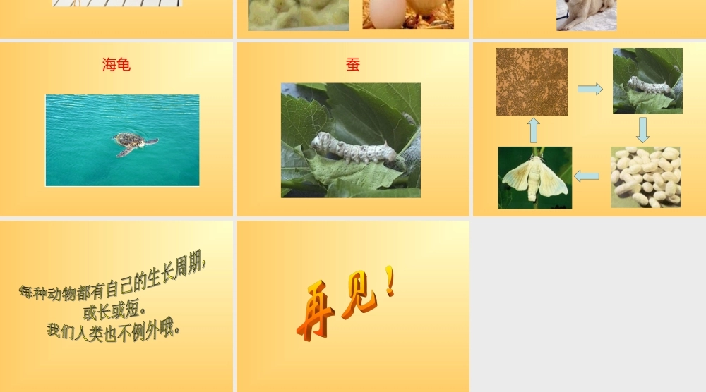 冀教小学科学四下册《14小动物的生长 》PPT课件 (1).ppt