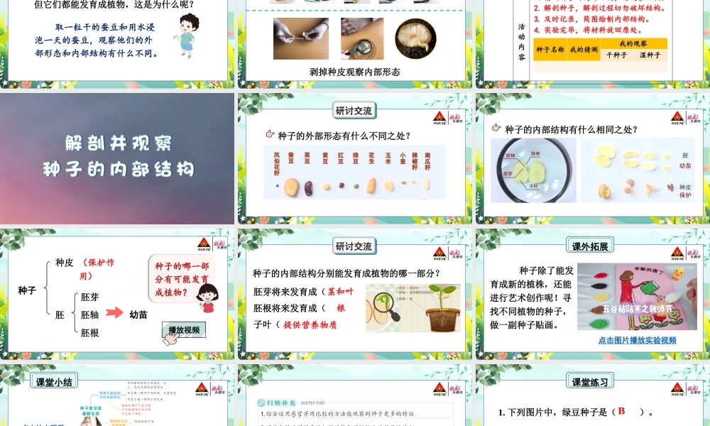 第1课 种子里孕育着新生命.pptx