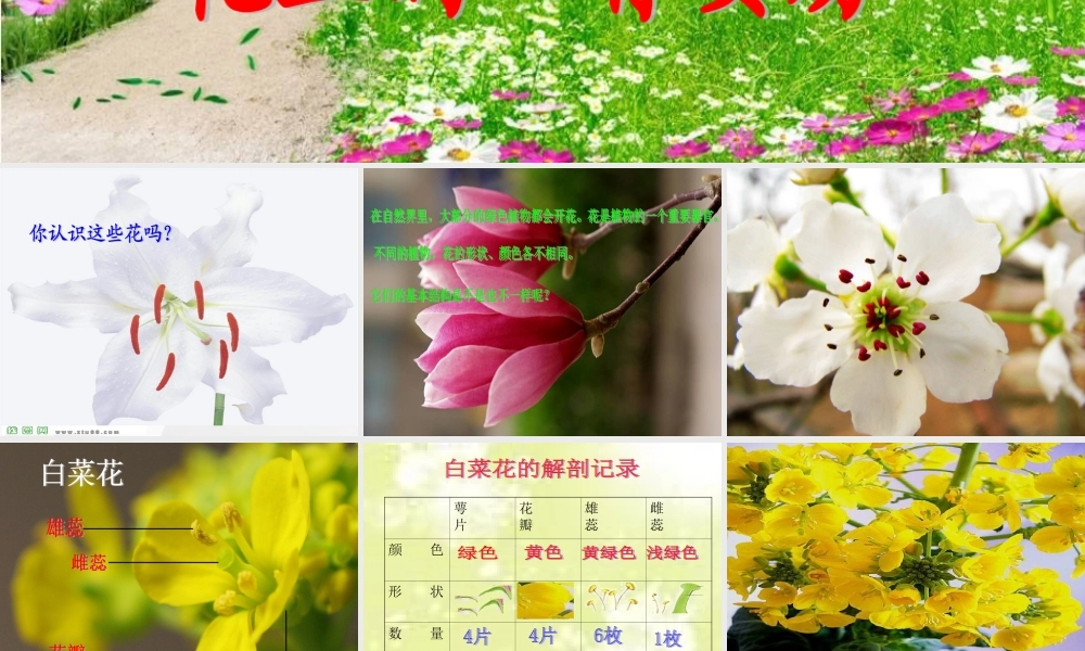 粤教版小学五年级科学上册《花里的“育婴房”》课件【虚拟宝库网www.xunibaoku.com】.ppt