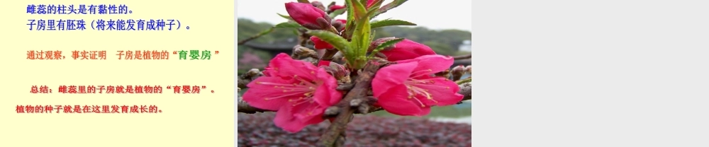 粤教版小学五年级科学上册《花里的“育婴房”》课件【虚拟宝库网www.xunibaoku.com】.ppt