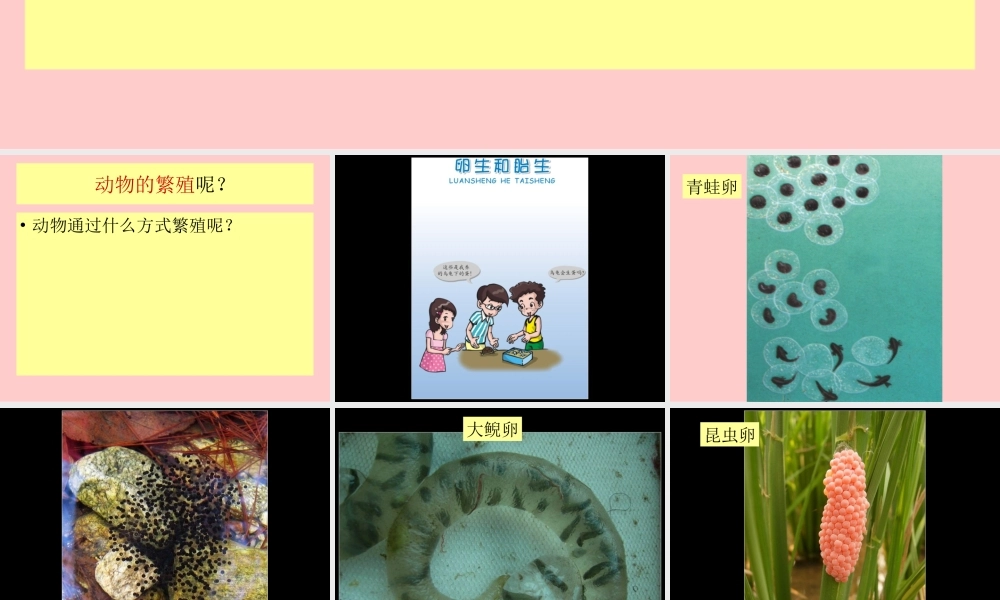 粤教版小学五年级科学下册《卵生与胎生》课件【虚拟宝库网www.xunibaoku.com】.ppt