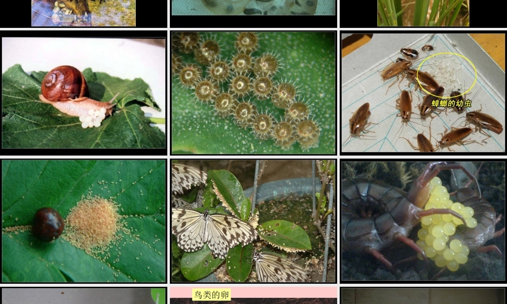 粤教版小学五年级科学下册《卵生与胎生》课件【虚拟宝库网www.xunibaoku.com】.ppt