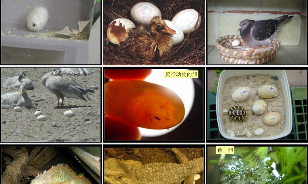 粤教版小学五年级科学下册《卵生与胎生》课件【虚拟宝库网www.xunibaoku.com】.ppt