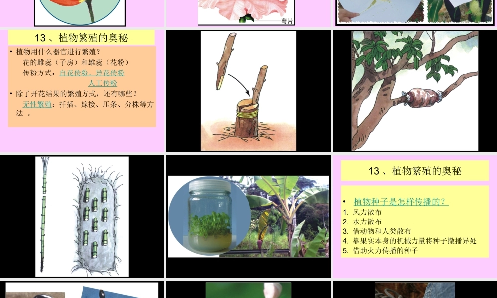 粤教版小学五年级科学下册《植物繁殖的奥秘》课件【虚拟宝库网www.xunibaoku.com】.ppt