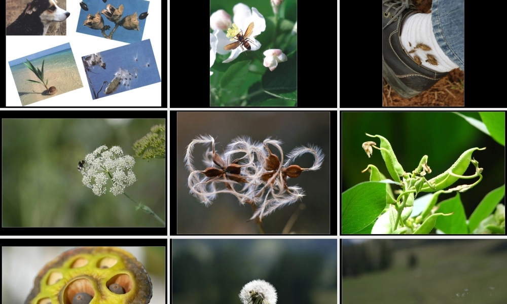 粤教版小学五年级科学下册《植物繁殖的奥秘》课件【虚拟宝库网www.xunibaoku.com】.ppt