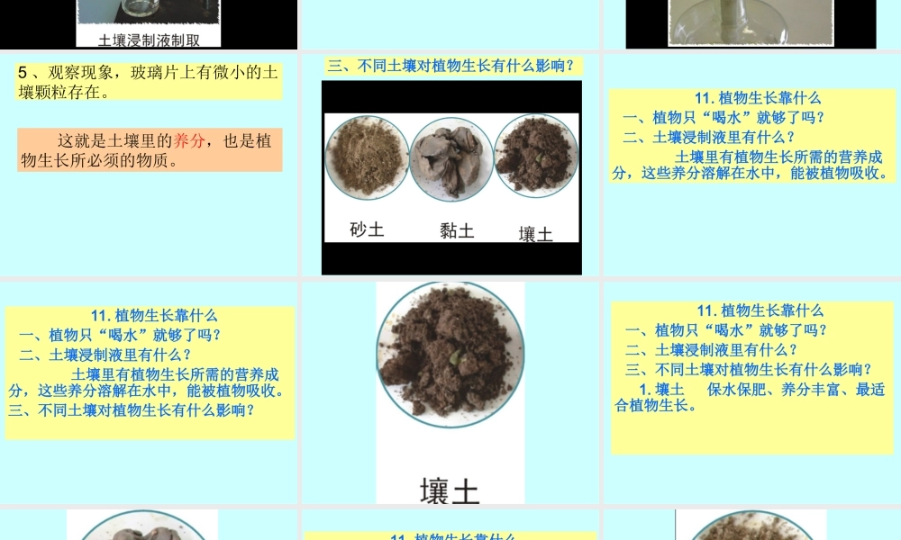 粤教版小学五年级科学下册《植物靠什么成长》课件【虚拟宝库网www.xunibaoku.com】.ppt