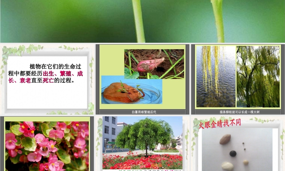 鄂教版小学科学三下《1.播种发芽》PPT课件(2) 【学霸网www.xue-ba.org】.ppt