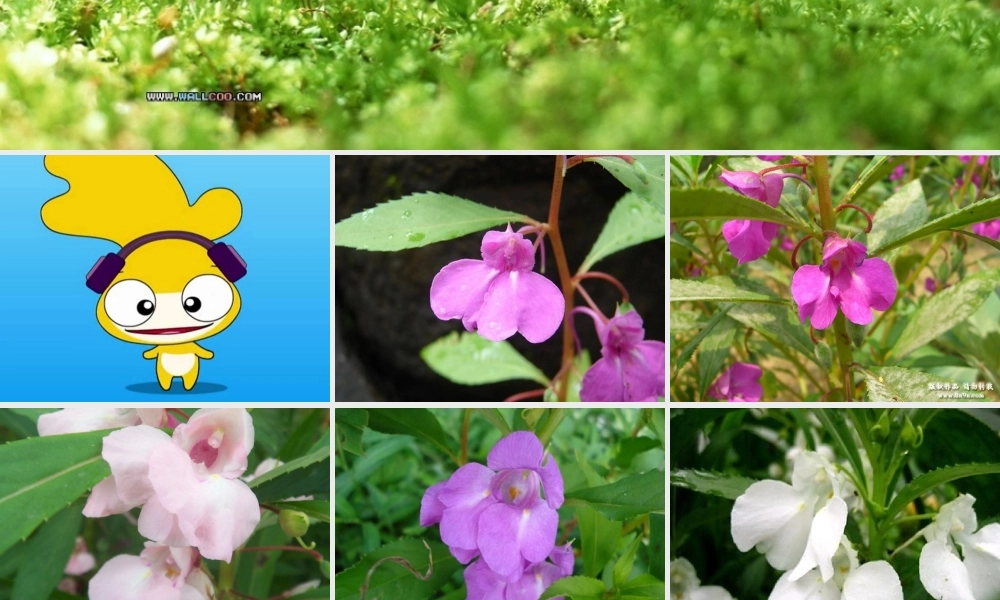 鄂教版小学科学三下《1.播种发芽》PPT课件(1) 【学霸网www.xue-ba.org】.ppt