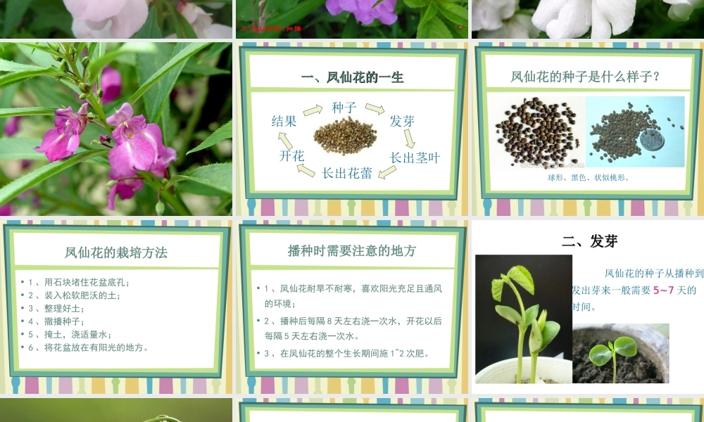 鄂教版小学科学三下《1.播种发芽》PPT课件(1) 【学霸网www.xue-ba.org】.ppt