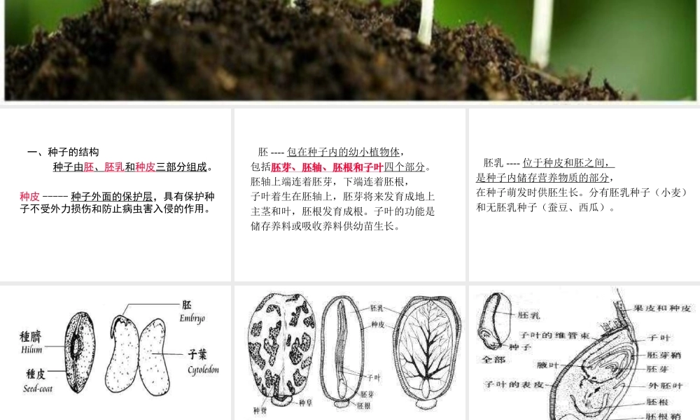 鄂教版小学科学三下《1.播种发芽》PPT课件(4) 【学霸网www.xue-ba.org】.ppt