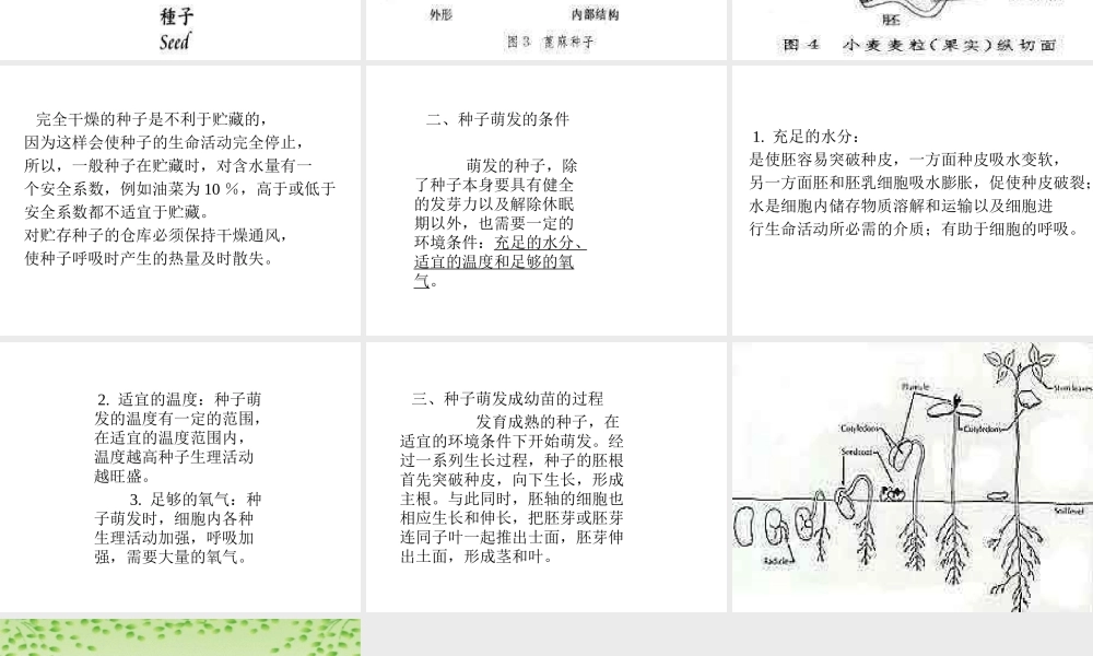 鄂教版小学科学三下《1.播种发芽》PPT课件(4) 【学霸网www.xue-ba.org】.ppt